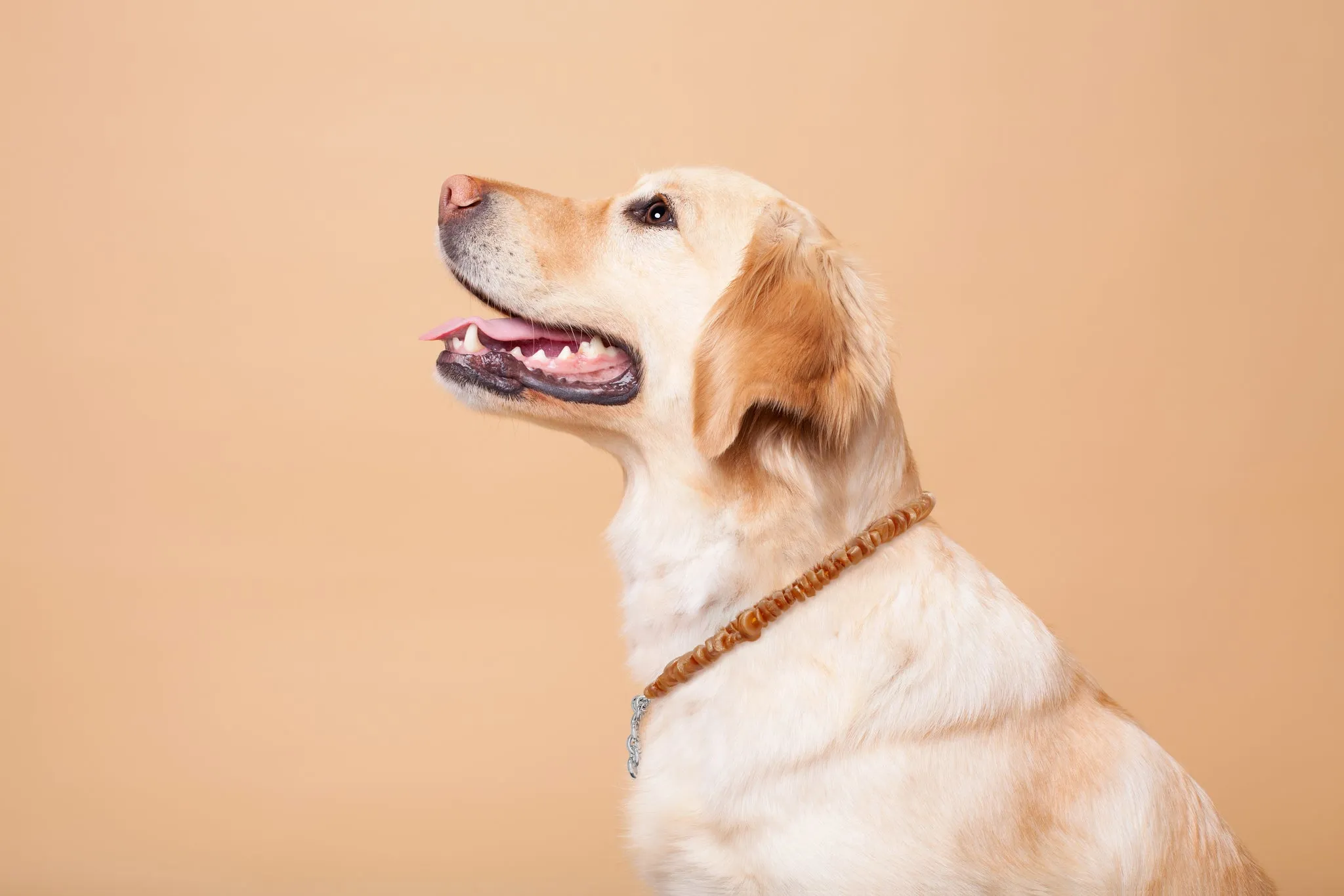 Baltic Amber Collars- Natural Flea & Tick Repellent