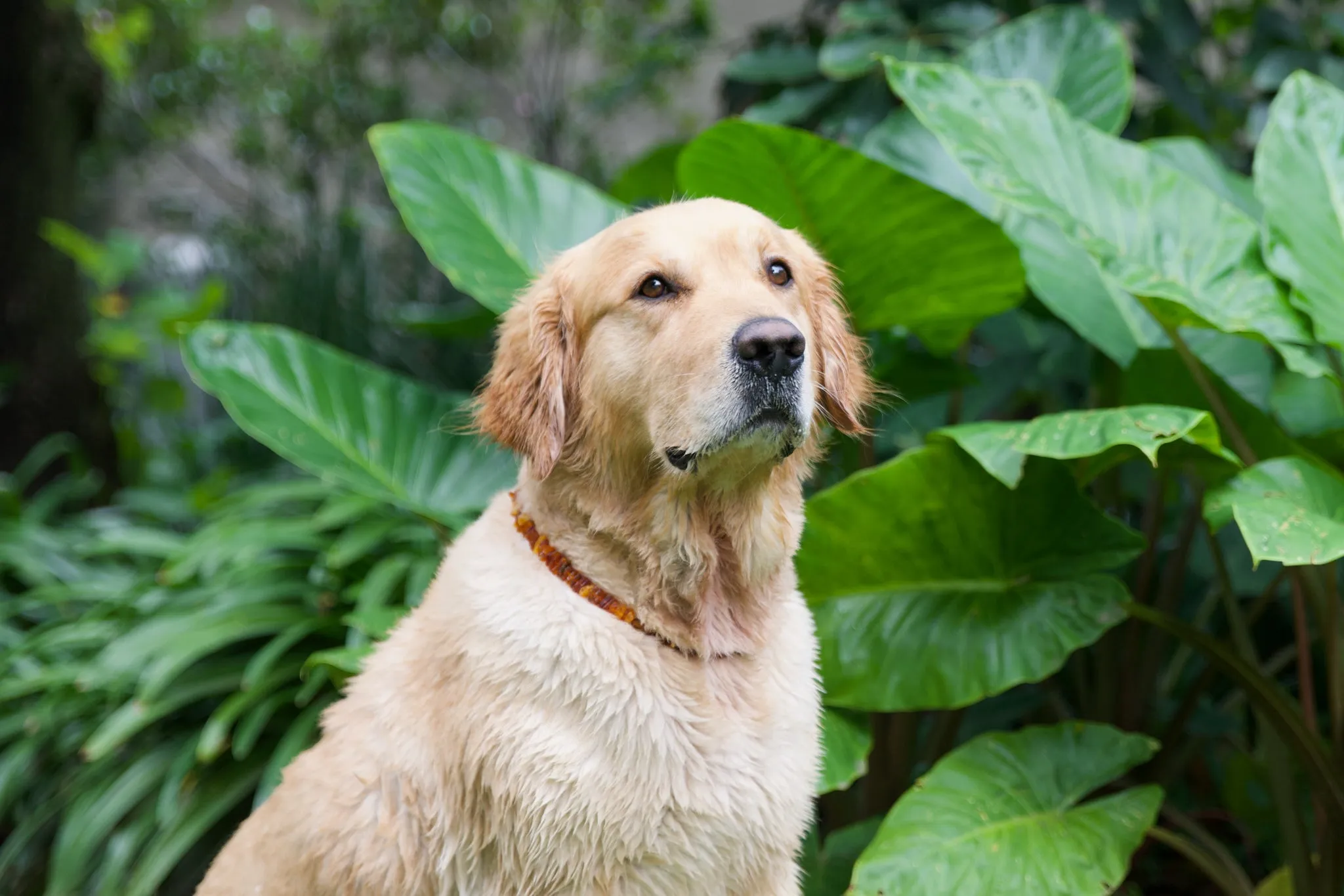 Baltic Amber Collars- Natural Flea & Tick Repellent