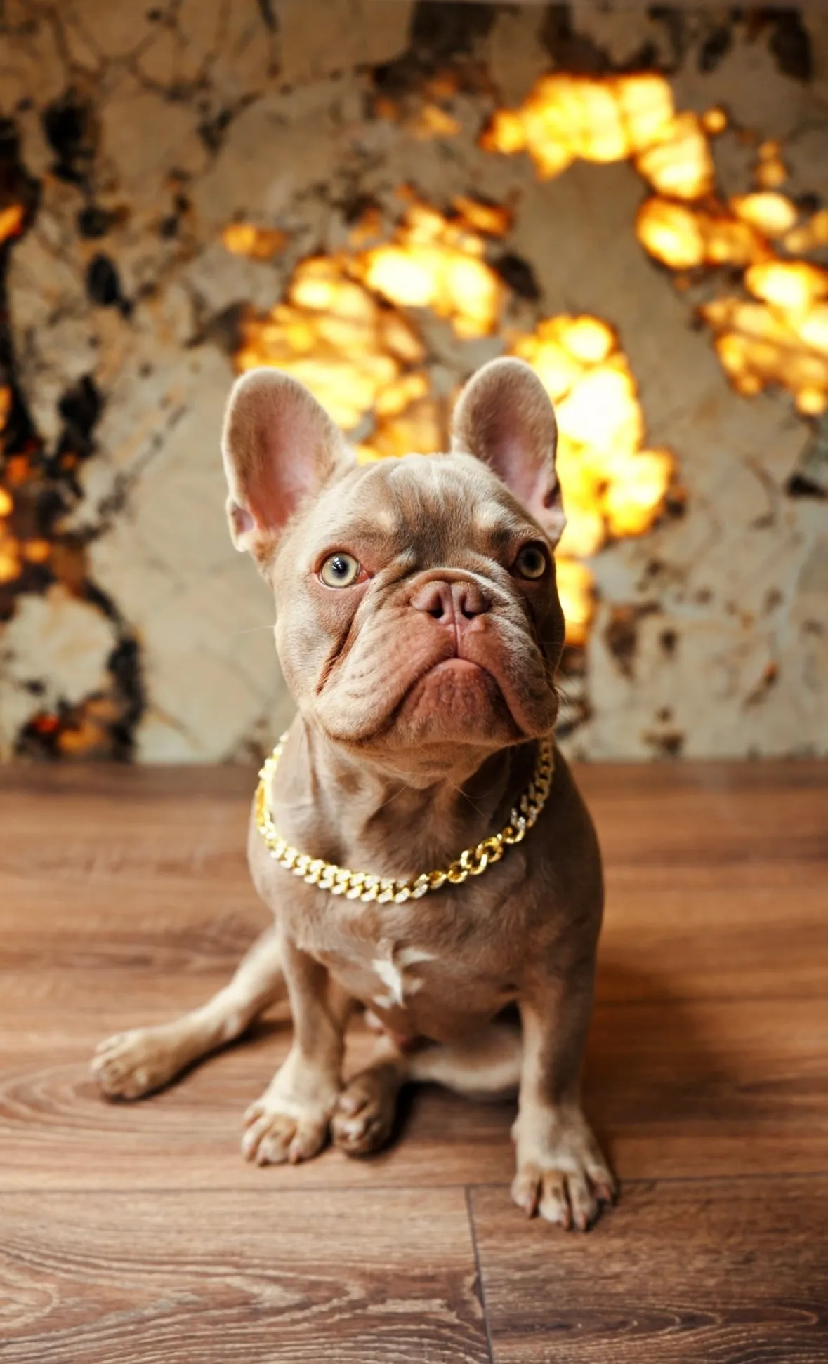 Luxury Cuban Dog Chain Collar