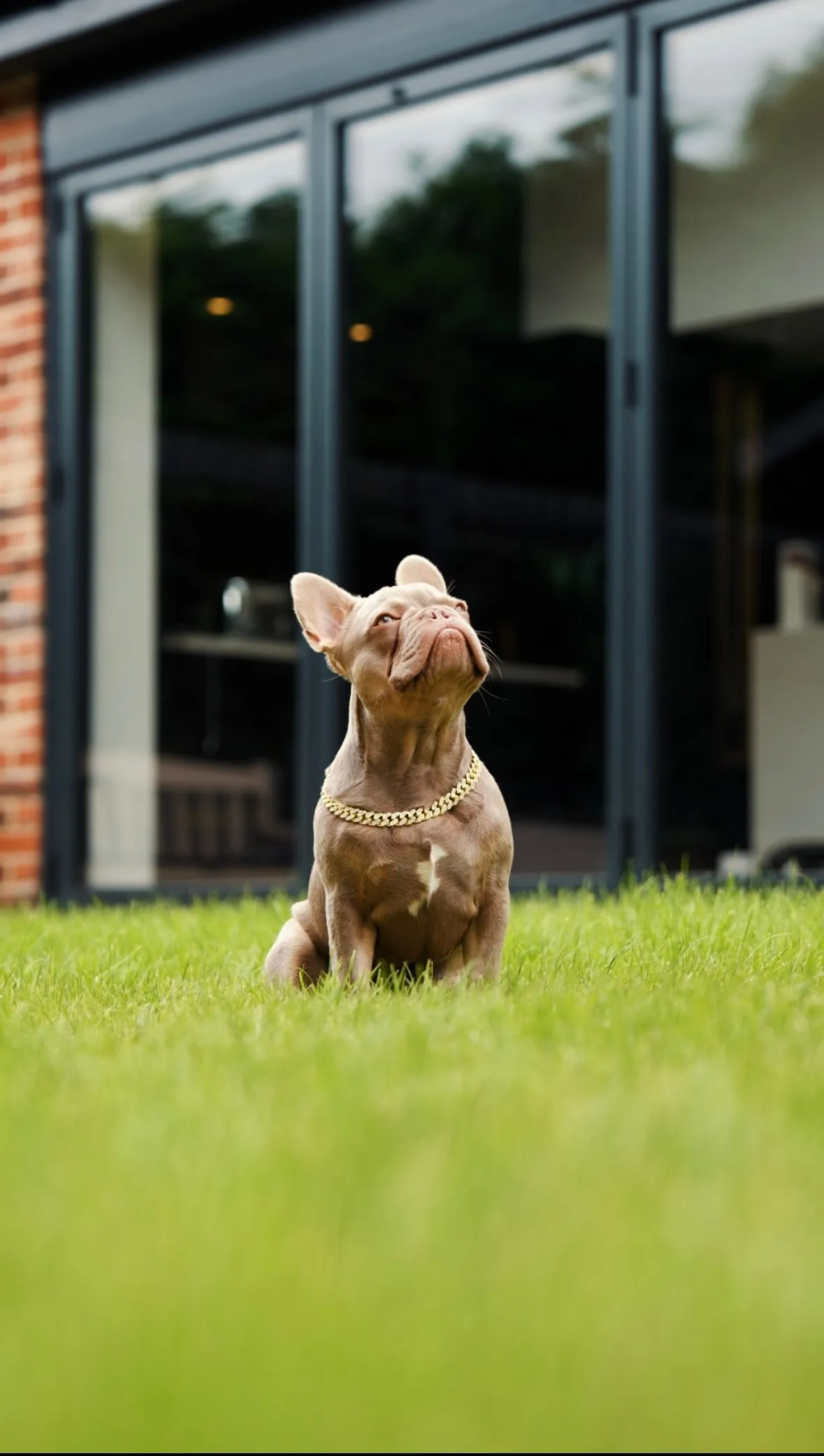 Luxury Cuban Dog Chain Collar