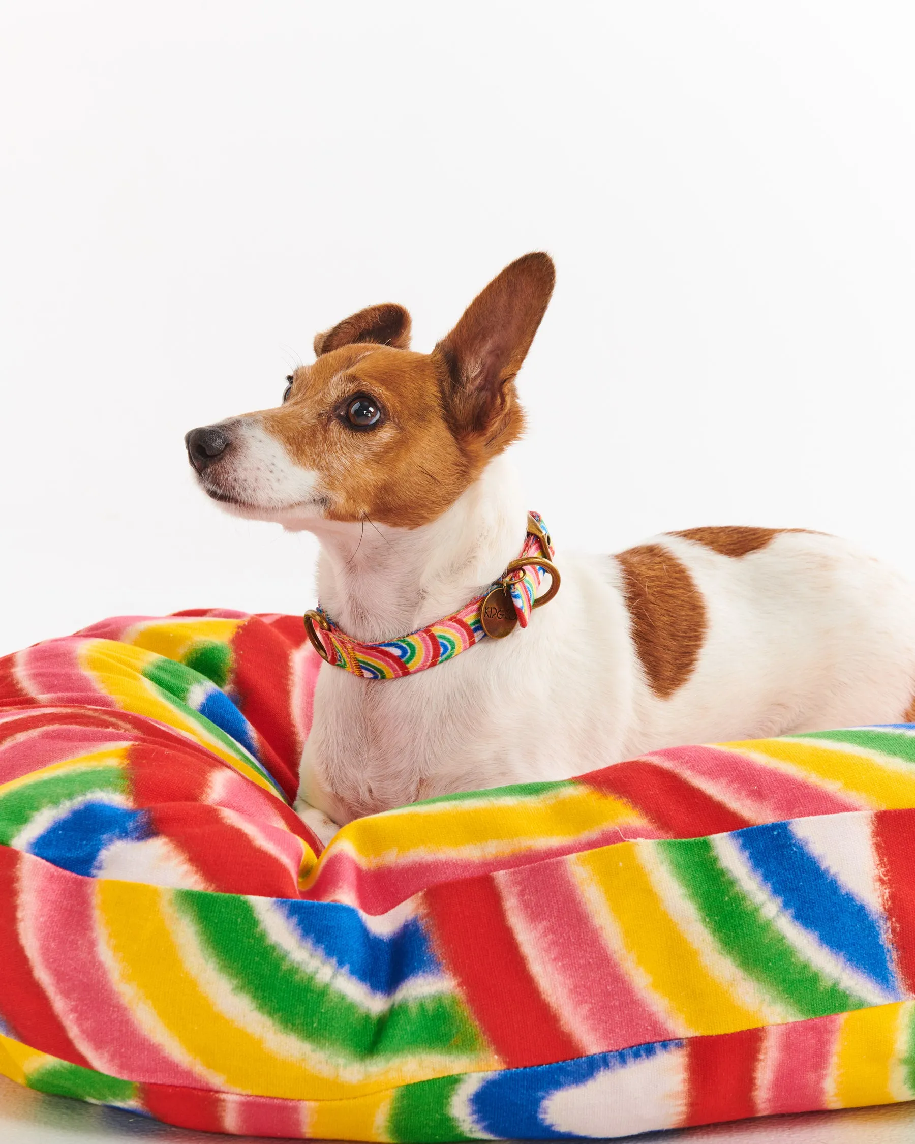 Rainbow Spray Dog Bed