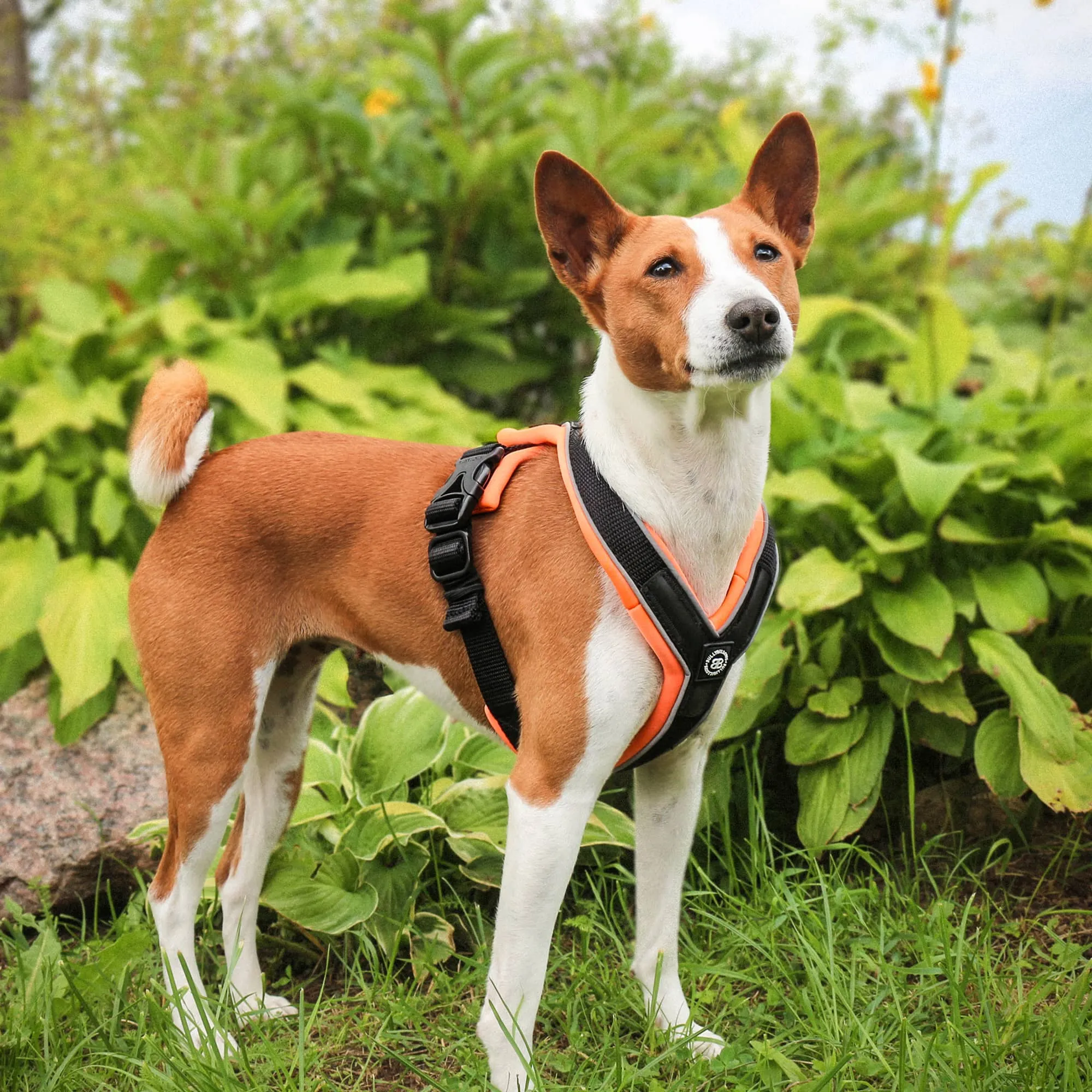 Slip on Harness | Foam Padded - Orange