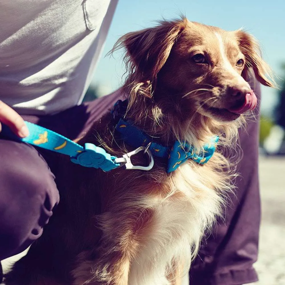 Zee.Dog Banana Shake Dog Collar